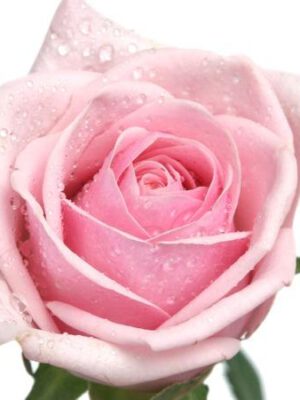 Vaaleanpunainen ruusu