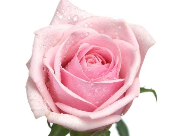 Vaaleanpunainen ruusu